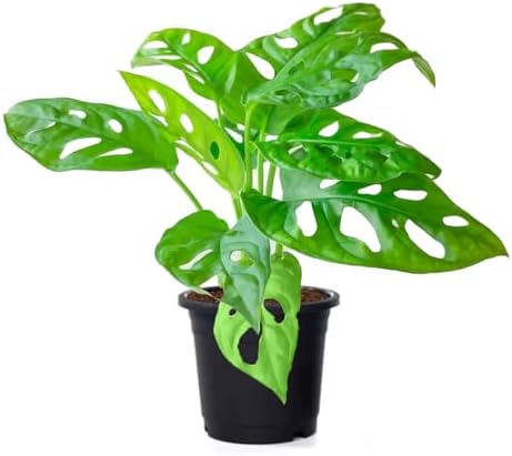 American Plant Exchange Monstera Adansonii – Live 4-Inch Pot Swiss Cheese Vine Plant, Small Easy-Care Trailing Houseplant, Low-Maintenance Air Purifying Plant for Home, Office & Garden Décor by AmericanPlantExchange