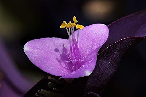 Organic Purple Heart Plant, Tradescantia pallida, Live Plant in 3-inch Pot - Purple House Plant with Magenta Flowers, Easy to Grow, Drought-Resistant by Smoke Camp Crafts - Image 4