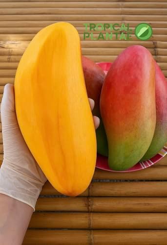 Grafted Ivory Mango Tree – Live Tropical Fruit Tree – Premium Variety – USDA Certified Tropical Plantae - Image 3