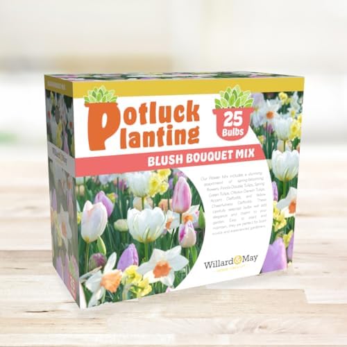 All-in-One Flower Garden Kit - 25 Flower Bulbs Per Box - Potluck Planting Blush Bouquet Mix - Tulip and Daffodil Mix - Fragrant - Naturalizing - Live Outdoor Garden - Easy to Plant Flowers - Image 2
