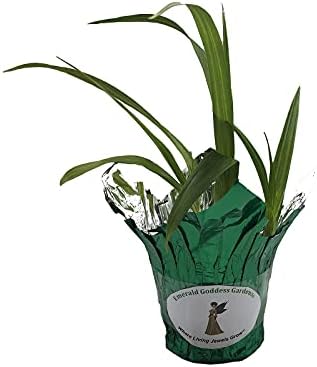 Beltilla Yokohama Kate Lavender Terrestrial Ground Orchid Live Plant - Image 4