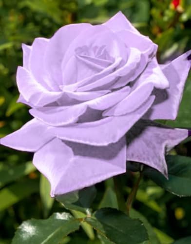Bonsai Germany Rare Purple Roses 30Pcs Dragon Rose Heirloom Seeds - Image 4
