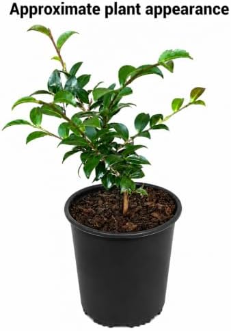 October Magic Ivory Camellia Shrub - 12-18" Tall Live Plant - Gallon Pot - Image 2