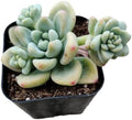 Live Succulent Cactus Plants (2" Pot Sedum Clavatum) by USKC
