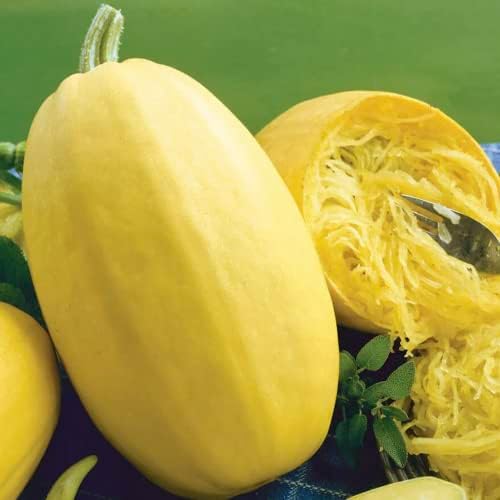Park Seed Organic Vegetable Spaghetti Squash Seeds – Classic Heirloom with Buff Tan Skin, Long-Storing Low-Calorie Pasta Alternative, High-Yield Vining Plant, Open Pollinated, Pack of 20 by ParkSeed