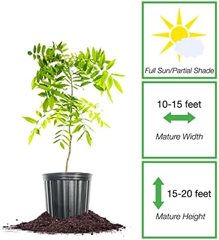 Perfect Plants Amethyst Falls Wisteria Live Plant, 1 Gallon, Vine - Image 2