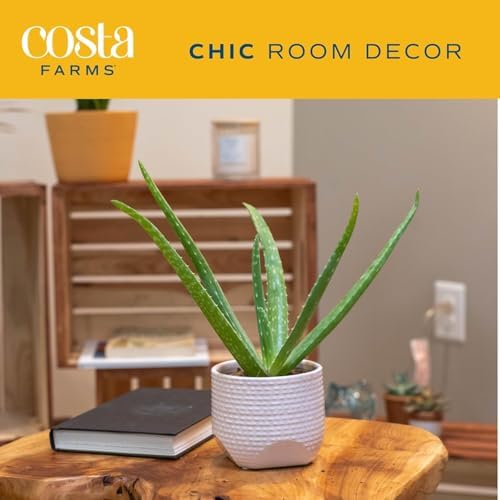 Costa Farms Aloe Vera Plant, Live Succulent, Easy Care Indoor Houseplant in Grower Pot, Room Air Purifier, Tabletop, Office, Desk or Home Décor, Housewarming, Garden Gift, 10-Inches Tall - Image 3