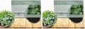 Outsidepride Winter Purslane Seeds for Planting - 10,000 Pcs Annual, Easy to Grow, Vitamin-Rich & Drought Tolerant Succulent Seeds for Culinary, Xeriscaping, Containers & Hanging Baskets (Pack of 2) by Outsidepride