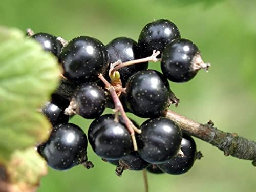 Black Currant Live Plant, Backyard Berry Shrub, 6-12 Inch Tall - Image 5
