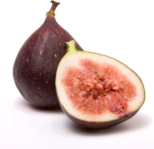 Celeste Fig Tree (1-Pack) Live Starter Plant by Wellspring Gardens - Image 3