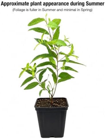 Pink Flowering Almond Shrub - 6-12" Tall Live Plant - Quart Pot - Image 2