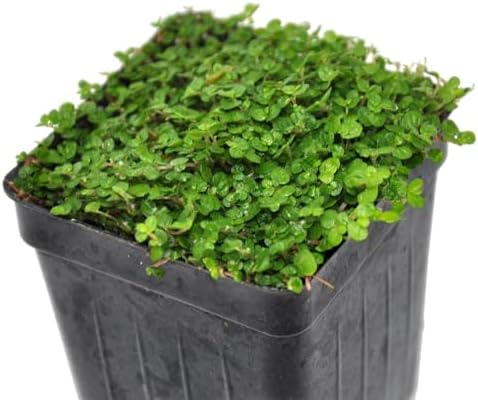 Soleirolia soleirolii, Baby Tears, Angel's Tears, Peace in the Home, Ground Cover, Cnt Sz: 3" - Image 5