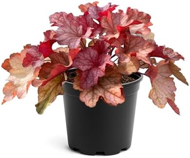 Heuchera (Coral Bells) - Shades of Red, Live Shade Perennial, 10" Tall by 6" Wide in 2 Qt Pot by TheThreeCompany