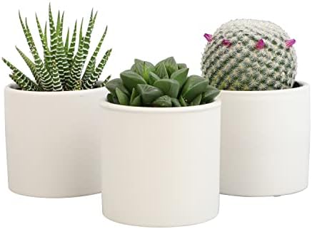 Plants for Pets Live Low Light House Plants in Ceramic Succulent Pots (3 Pack), Gasteria Succulent Plant and Cactus Plants Live with Potting Soil, Haworthia Succulents for Indoor Growing Home Décor by PlantsforPets