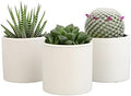 Plants for Pets Live Low Light House Plants in Ceramic Succulent Pots (3 Pack), Gasteria Succulent Plant and Cactus Plants Live with Potting Soil, Haworthia Succulents for Indoor Growing Home Décor by PlantsforPets