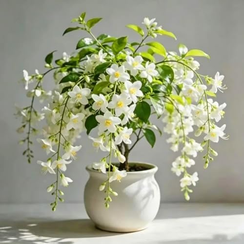 Climbing Weeping Jasmine Flower Seeds for Planting, 350+pcs Perennial Fragrant Climber Jasmine Seeds Plants, Heirloom Non-GMO Hummingbirds Flowers for Home Garden Outdoors - Image 4