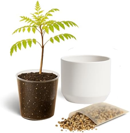 Jacaranda Tree Plant Live, Blue Flowering Bonsai Starter - Image 2