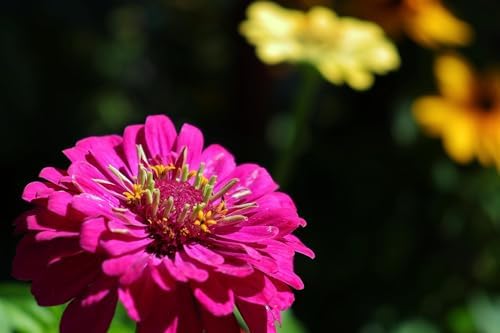 250 California Giants Zinnia Seeds for Planting - Heirloom Non-GMO USA Grown Premium Flower Seeds - Mix of Red, Orange, Yellow, White, Pink, and Purple Flowers - Attracts Butterflies by RDR Seeds - Image 5