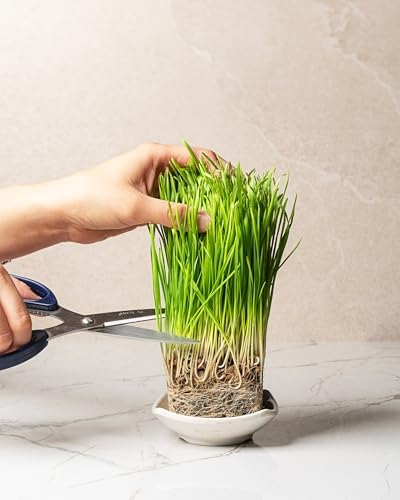 Organic Wheatgrass Seeds (16 oz) – Non-GMO, Heirloom Seeds for Sprouting and Microgreens - Image 3