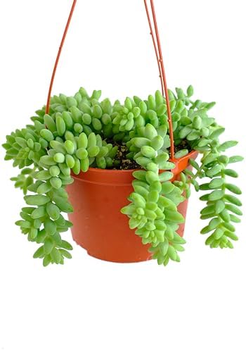 Shop Succulents Burro's Tail Hanging Succulent, Sedum morganianum, Fully Rooted Live 6" Succulent Plant with Hanger, Low Maintenance Indoor Plant, Trailing Succulents, Gift & Garden - Image 3