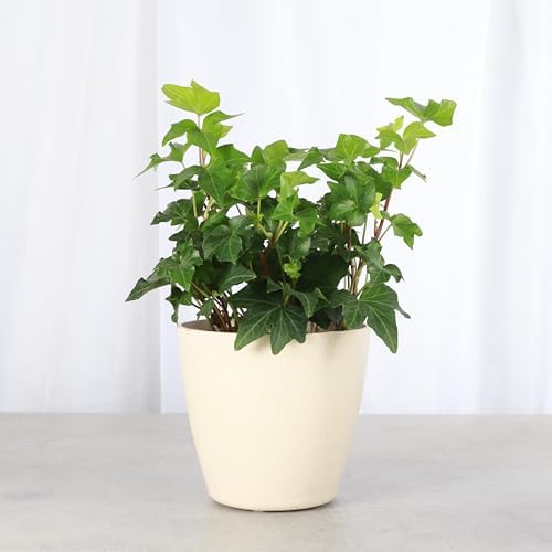 Live Hahn's Green Ivy Plant, Vining Indoor Plant, 4" Pot - Image 2