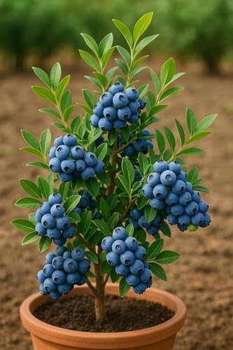 2 Blueberry Live Plant Seedlings for Growing (High Bush Blueberry) - Grow Delicious Blue Berry Bush Patch 2 Live Blueberry Plants - Ships Bare Root, No Pots Included by CZGrain