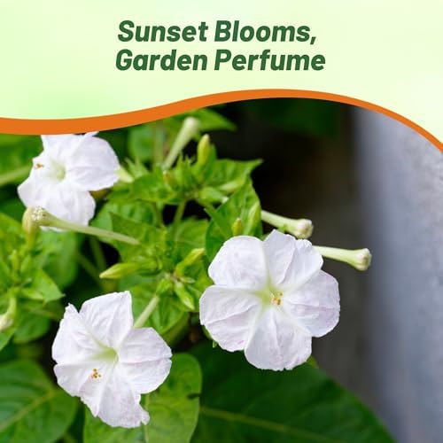 Outsidepride White Four O'clock Flower Seeds - 1/4 lb Perennial Fragrant, Trumpet-Shaped Blooms, Deer-Proof & Easy to Grow, for Pollinator & Evening Gardens, Containers, Hedges, or Borders - Image 6