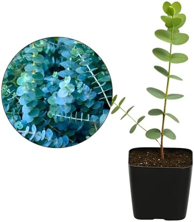 Spiral Gray Eucalyptus Bonsai Tree, Baby Blue EucalyptusPlant 2 Inch Pot (3) - Image 2