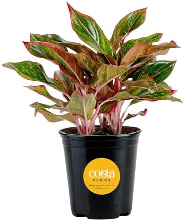 Costa Farms Chinese Evergreen, Live Indoor Plant, Easy Care, Home Decor by Unknown