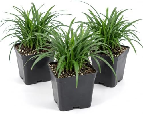 3 Mondo Liriope Monkey Grass Live Plant 3in Pot- Perennial (3 Pack) by Unknown