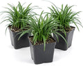 3 Mondo Liriope Monkey Grass Live Plant 3in Pot- Perennial (3 Pack) by Unknown