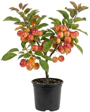 Live Crabapple Plant, 6-10 Inches Tall by Unknown