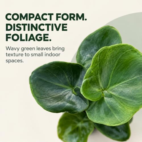 Philodendron Atom Live Plant - Rare Compact Indoor Houseplant & Leafy Gift - Image 2