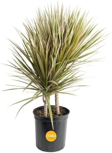 Costa Farms Dracaena Marginata Magenta Madagascar Dragon Tree Live Indoor Plant, 3 to 4-Feet Tall, Potted in Grower's Pot by Unknown