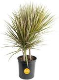 Costa Farms Dracaena Marginata Magenta Madagascar Dragon Tree Live Indoor Plant, 3 to 4-Feet Tall, Potted in Grower's Pot by Unknown