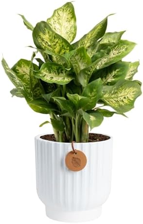 Costa Farms Dieffenbachia, Live Indoor Plant, Easy Care, Home Decor by Unknown