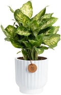 Costa Farms Dieffenbachia, Live Indoor Plant, Easy Care, Home Decor by Unknown
