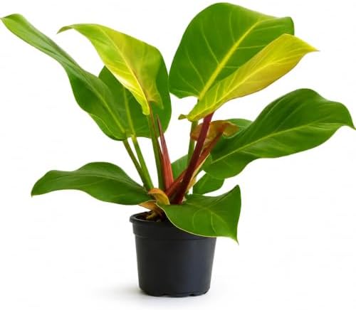 Philodendron Yellow Flame Live Plant - Rare Golden Variegated Houseplant by NYCitySucculents