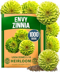 HOME GROWN Envy Zinnia Seeds, 1000 Seeds, Zinnia elegans by HOMEGROWN