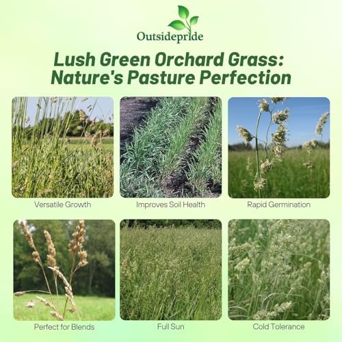 Outsidepride Grazer Orchard Pasture Grass Seed - 5 Lbs. Perennial, Drought & Shade Tolerant, Winter Hardy Fescue Seed for Hay, Grazing, Silage, Greenchop, Goat Feed, & Lawn Use - Image 3