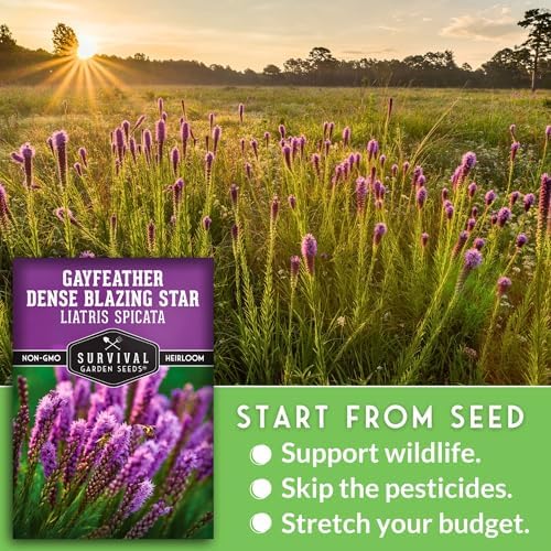 Dense Blazing Star Seeds for Planting - Gayfeather Wildflower (2 Pack) - Image 4