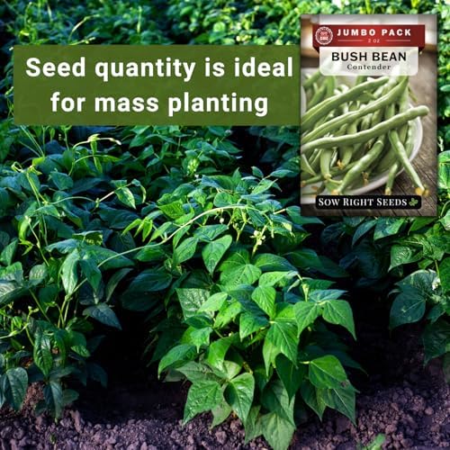 Sow Right Seeds - 110 Contender Bush Bean Seed for Planting Bulk Jumbo Pack - Image 4
