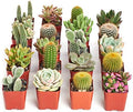 Shop Succulents Premium Live Mini Cactus and Succulent Plants in 2" Pots, Easy Care Indoor or Outdoor Gardening, Terrariums, Favors, & Contemporary Spaces with Hardy, Resilient Varieties, Pack of 20 by ShopSucculents