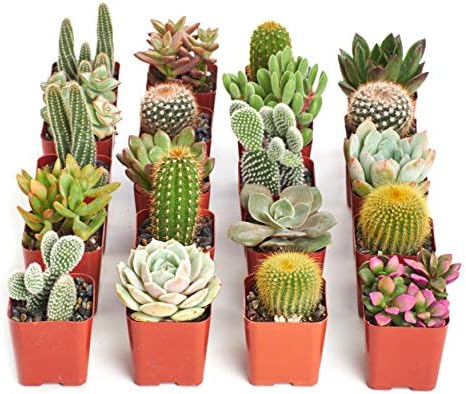 Shop Succulents Premium Live Mini Cactus and Succulent Plants in 2" Pots, Easy Care Indoor or Outdoor Gardening, Terrariums, Favors, & Contemporary Spaces with Hardy, Resilient Varieties, Pack of 20 by ShopSucculents