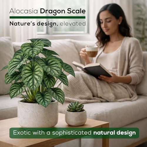 Alocasia Dragon Scale (4 Pack) Live Plant, Rare Indoor Alocasia, Elephant Ear Tropical Houseplant, Textured Foliage Plant, Starter Size Alocasia Plant,Houseplant for Home Decor and Indoor Growing - Image 6