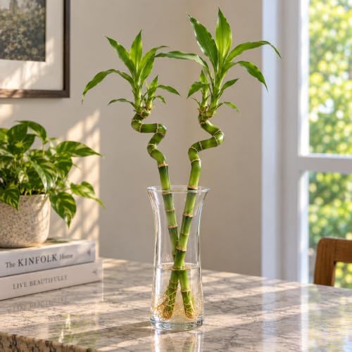 16-18 Inch Curly Lucky Bamboo Live Plant, Spiral Lucky Bamboo, Indoor Water Plant, Feng Shui Plant, 3 stalks - Image 7