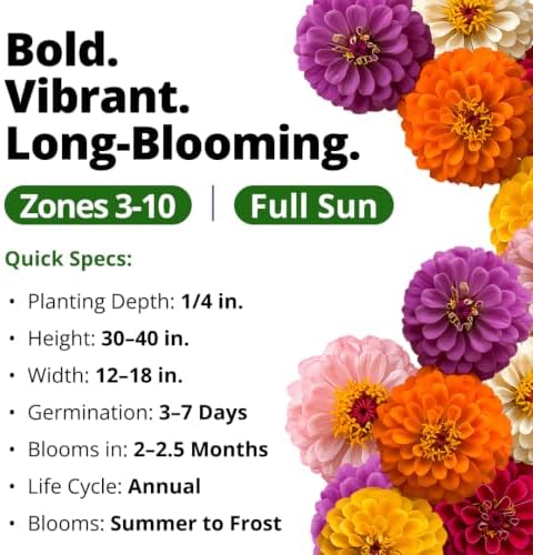 HOME GROWN Zinnia Seeds Dahlia Mix - 4300 Seeds, Zinnia Elegans - Image 3