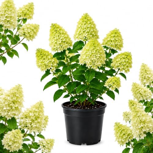 Limelight Hydrangeas Live Plants for Planting, 6-10" Tall in a Quart Pot, Hydrangea Plant Live, Low Maintenance, Cold Hardy Perennial Flowering Shrub for Garden Beds & Outdoor Landscaping by GINGERGLOW