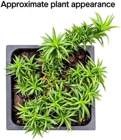2 Purple Beauty Creeping Phlox Ground Covers - Live Plants - 4" Pots - Image 3