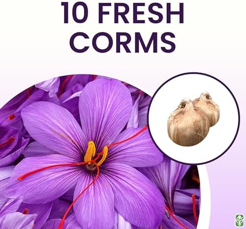 Saffron Sativus Crocus Corms, 10 Large Corms for Planting - Image 3